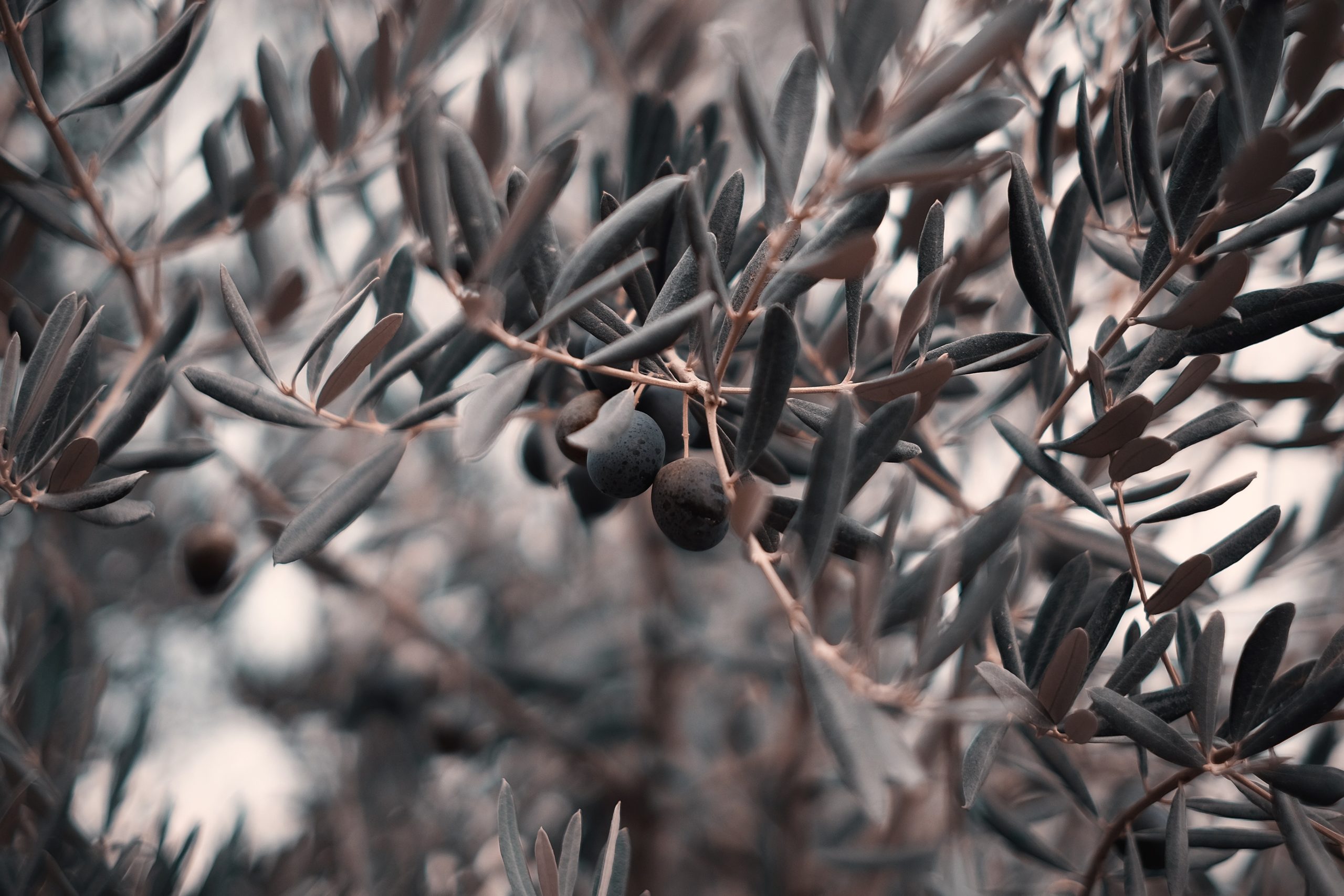 Skab sydlandsstemning med et oliventræ